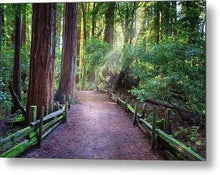 Load image into Gallery viewer, A Light in the Redwoods - Metal Wall Art Print