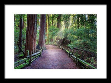 Load image into Gallery viewer, A Light In The Redwods - Framed Print - Santa Cruz Art Prints