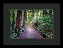 Load image into Gallery viewer, A Light In The Redwods - Framed Print - Santa Cruz Art Prints